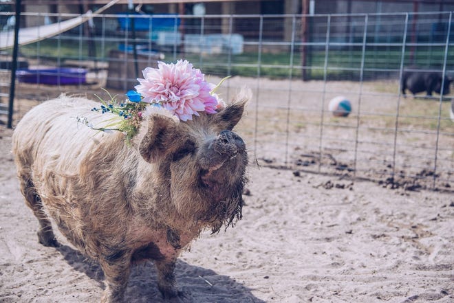 Central Texas Pig Rescue is throwing a pageant for pigs like Kayli at Buzz Mill on Sunday, Feb. 24, 2019. [Contributed by Central Texas Pig Rescue]