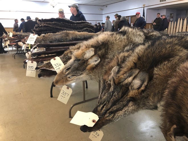 In this Feb. 2, 2019 photo, Coyote pelts for sale line tables at a trappers' auction in Herkimer, N.Y. Coyote pelts are in big demand to provide the lush, silvery or tawny-tinged arcs of fur on the hoods on Canada Goose coats and their many global imitators. (AP Photo/Michael Hill)