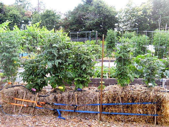Straw Bales An Easy Method Of Soilless Gardening
