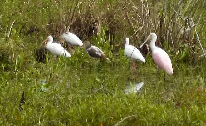 A roseate spoonbill and other wading birds explore Corkscrew Swamp Sanctuary, Naples, Florida. [Steve Stephens]