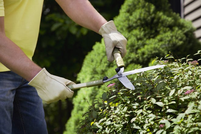 The type of shrub you have determines at what time of year you should prune. [Metro Creative Connection]