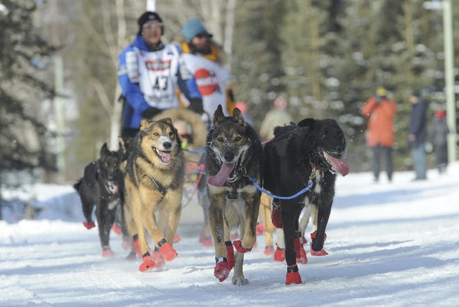 Iditarod musher Mishi Konno runs his team along the trail during the ceremonial start of the Iditarod Trail Sled Dog Race, Saturday, March 2, 2019 in Anchorage, Alaska. [AP Photo/Michael Dinneen]