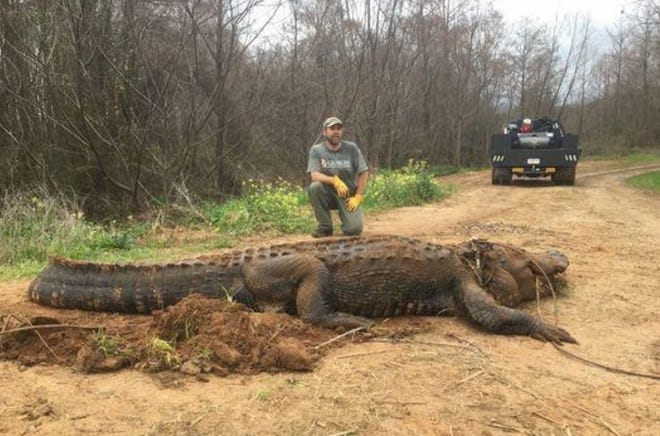 This massive gator was euthanized because he had multiple gunshot wounds. [GEORGIA DEPARTMENT OF NATURAL RESOURCES]
