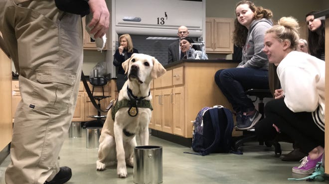 Gardner-Webb University students watch as Camden, an ATF Accelerant Detection K-9, show students the power of his nose as he sniffs out accelrants during a demonstration. [Joyce Orlando/The Star]