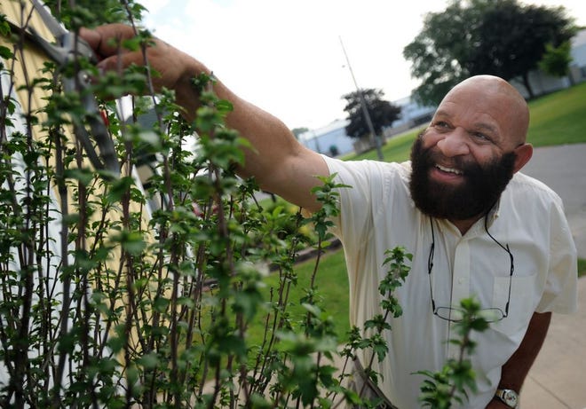 In this 2008 photo, Allen Russell is seek pruning a Rose of Sharon plant near the Monroe County 4-H Educational Building at the Monroe County Fairgrounds. (Monroe News file photo by BRYAN BOSCH)
