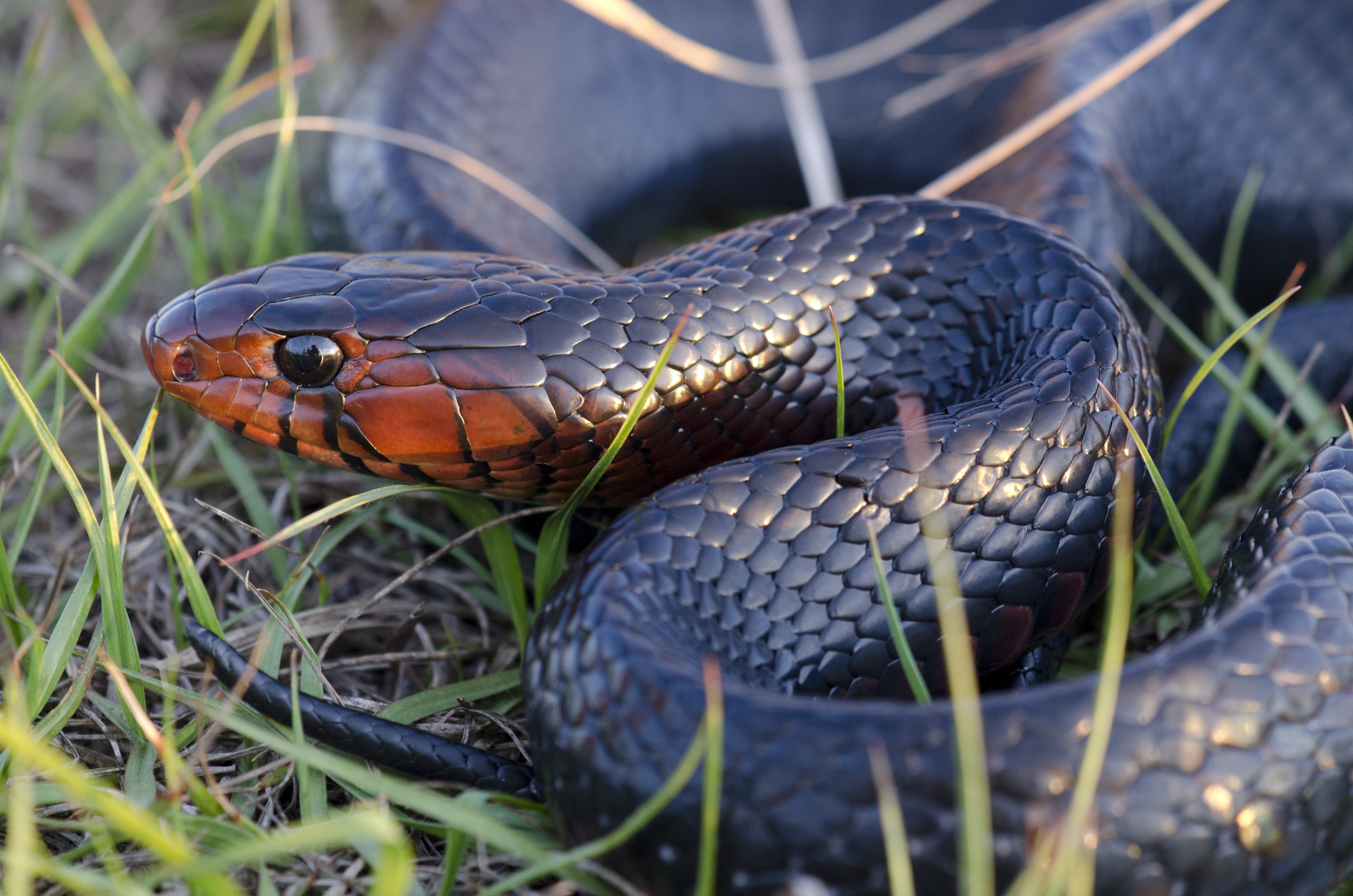 Top 25 Keep snakes out of yard 1 4 ways to keep snakes out of your yard and garden