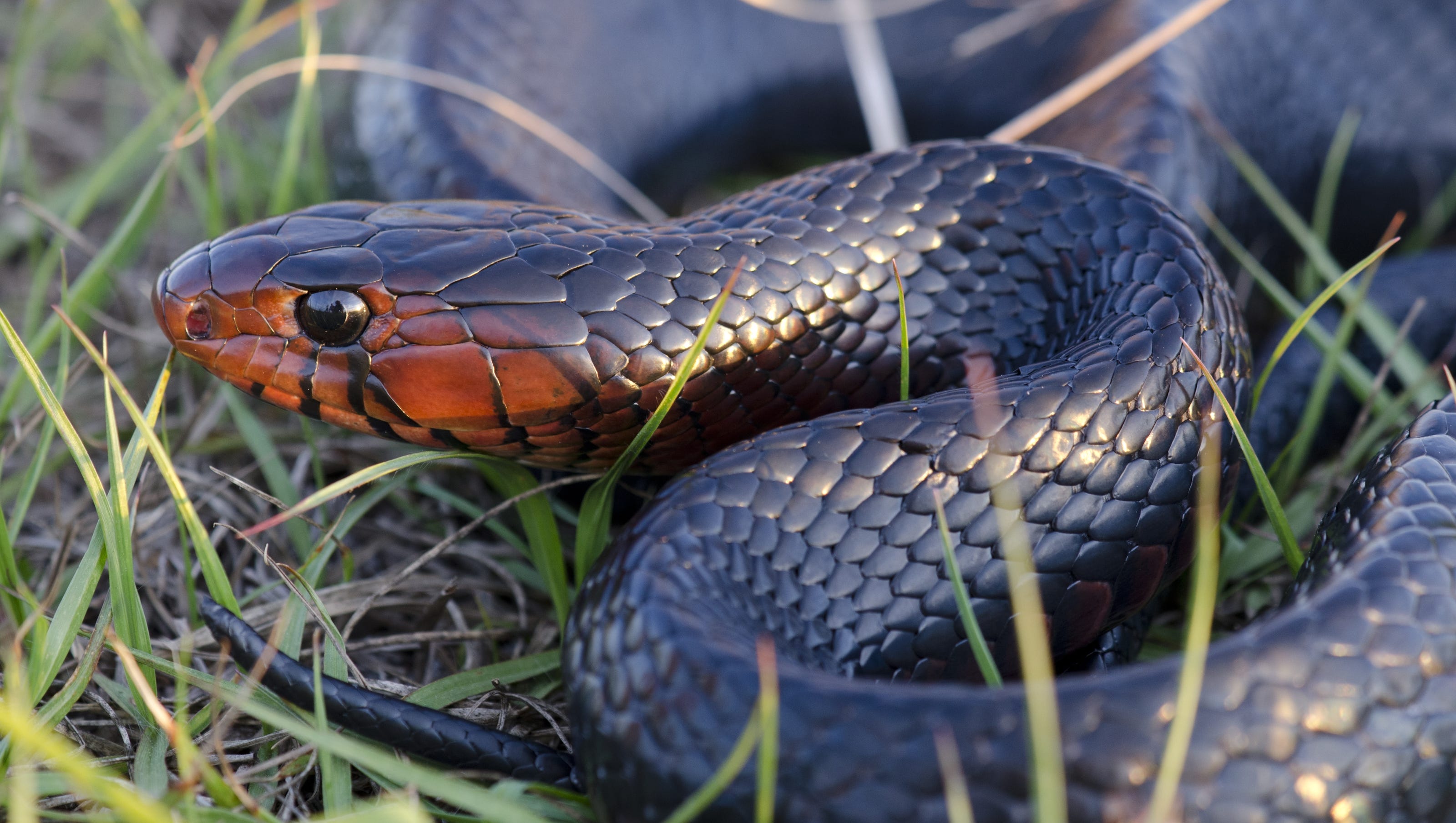 4 Ways To Keep Snakes Out Of Your Yard And Garden 4 Ways To Keep Snakes Out Of Your Yard And Garden