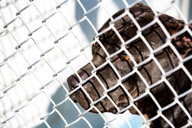 A dog that will be euthanized after a mauling stands in a cage at Alachua County Animal Services Friday morning. [Lauren Bacho/GateHouse Media]