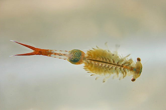One of the most interesting aquatic inhabitants of vernal pools is finding a tiny upside-down swimming fairy shrimp. [RICK KOVAL PHOTO]