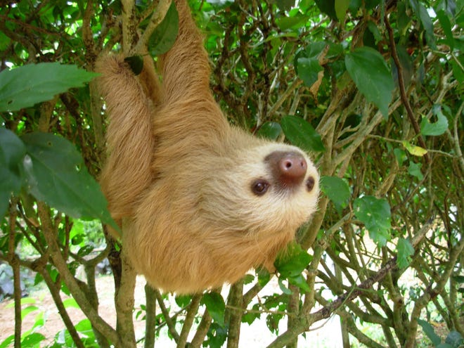 ORG XMIT: 1104984 A two-toed sloth hangs from a bush at the Jaguar Rescue Center near Puerto Viejo, Costa Rica. (Melissa Allison/Seattle Times/MCT) For 0522costarica.