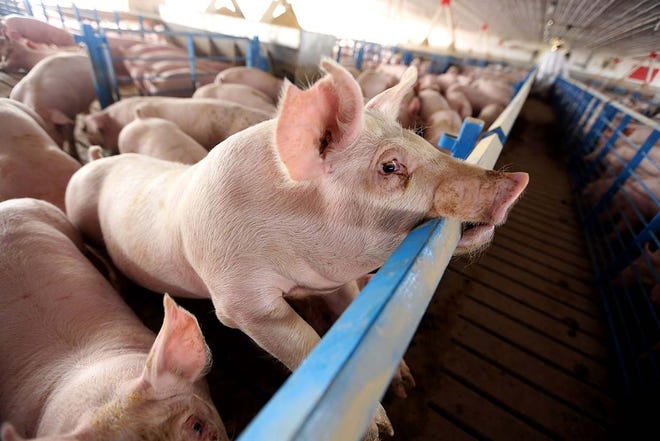 Market hogs are shown Wednesday April 23, 2014 at a facility northeast of New London. [John Lovretta/thehawkeye.com]