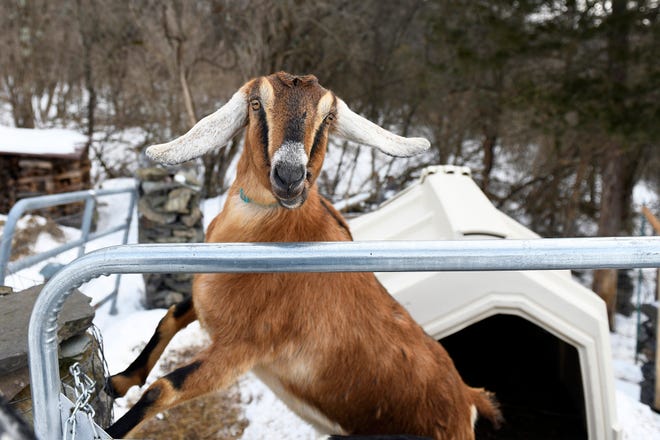 Lincoln, a 3-year-old Nubian goat, is poised to become the first honorary pet mayor of the small Vermont town of Fair Haven. (Robert Layman/The Rutland Herald via AP)