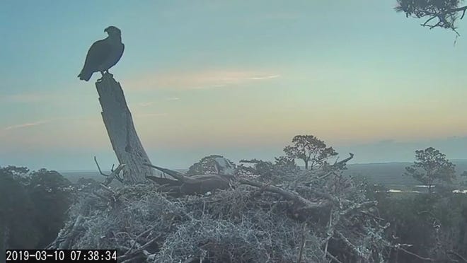 Ospreys guard their nest at The Landings, where web cameras stream their efforts to hatch their eggs and raise chicks. [Photo courtesy The Landings Bird Cam]