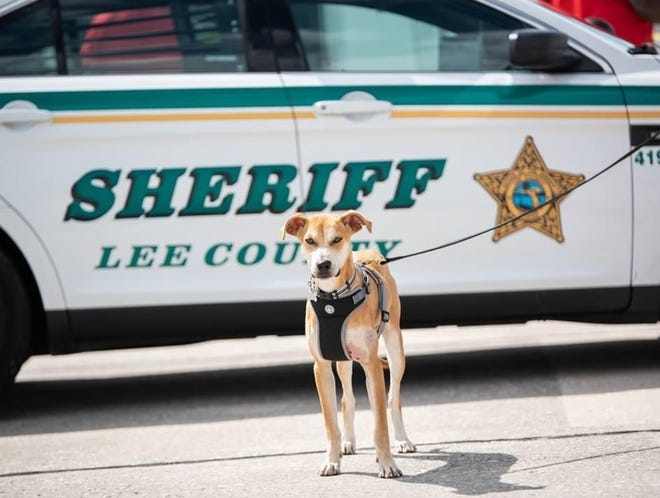 A mistreated dog has found a new life working with law enforcement. [LEE COUNTY SHERIFF'S OFFICE]