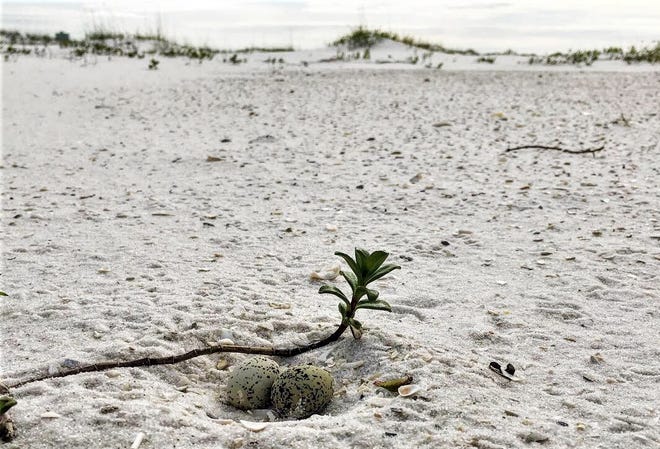 Snowy plover eggs in the first nest discovered in 2019 at Gulf Islands National Seashore. [CONTRIBUTED PHOTO]