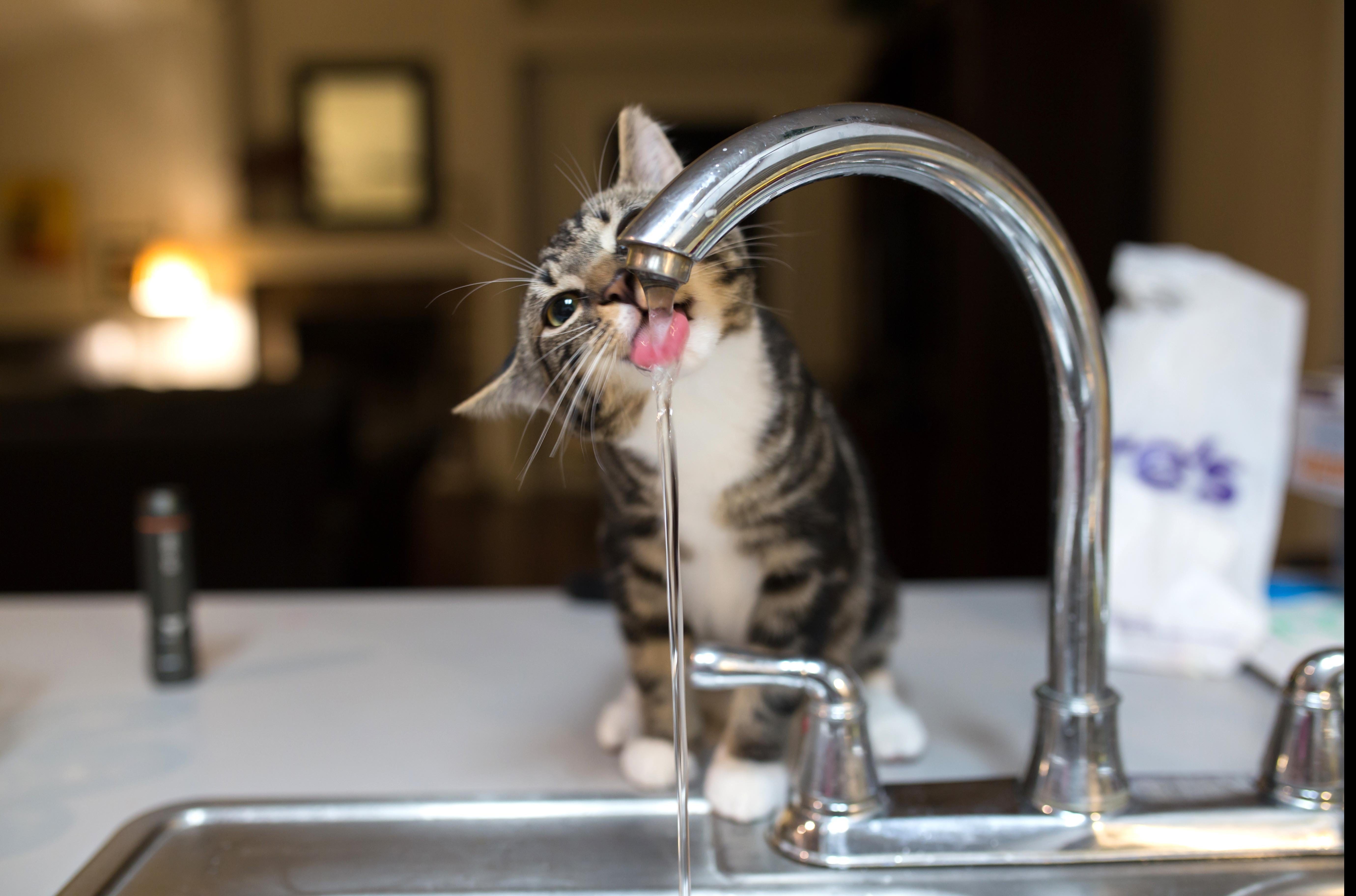 Are Cats More Cleaner Than Dogs