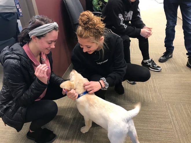 Centennial School District new full-time therapy dog Jake gets some love from William Tennent High School students Hailey Gaskill, left, and Krystal Cirillo.

[CHRIS ENGLISH / STAFF]