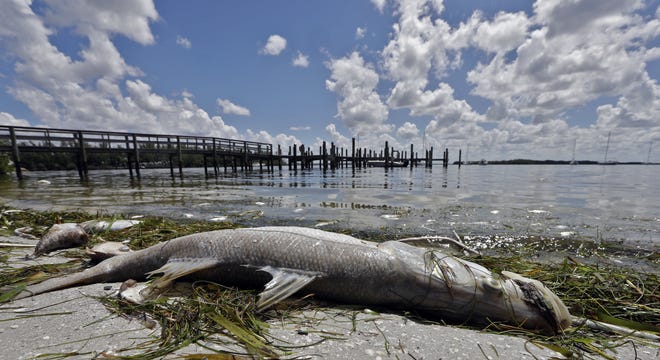 FILE - In this Aug. 6, 2018, file photo, a dead snook lies along the water's edge in Bradenton Beach, Fla. Experts say Hurricane Michael failed to break up a patchy and toxic algae bloom in the Gulf of Mexico off Florida. That means the red tide could continue to cause problems in the weeks ahead.(AP Photo/Chris O'Meara, File)