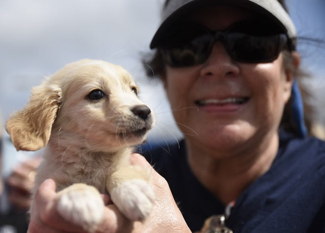 Big Dog Ranch Rescue volunteer Pat Massung holds a young unnamed puppy and poses for a picture at Palm Beach International Airport on Tuesday, February 27, 2018. A plane carrying 138 cats and dogs from the hurricane-devastated islands of St. Thomas and St. Johns landed in West Palm Beach on Tuesday, where Big Dog Ranch Rescue and other animal shelters were on hand to receive the pets. [ANDRES LEIVA/palmbeachpost.com]