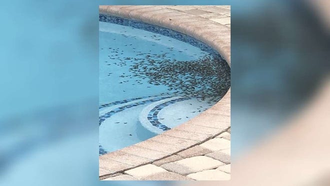 Thousands of baby toads began swarming the Mirabella neighborhood in Palm Beach Gardens last week, clogging resident's pools and patios. [Photo provided by Jennie Quasha]