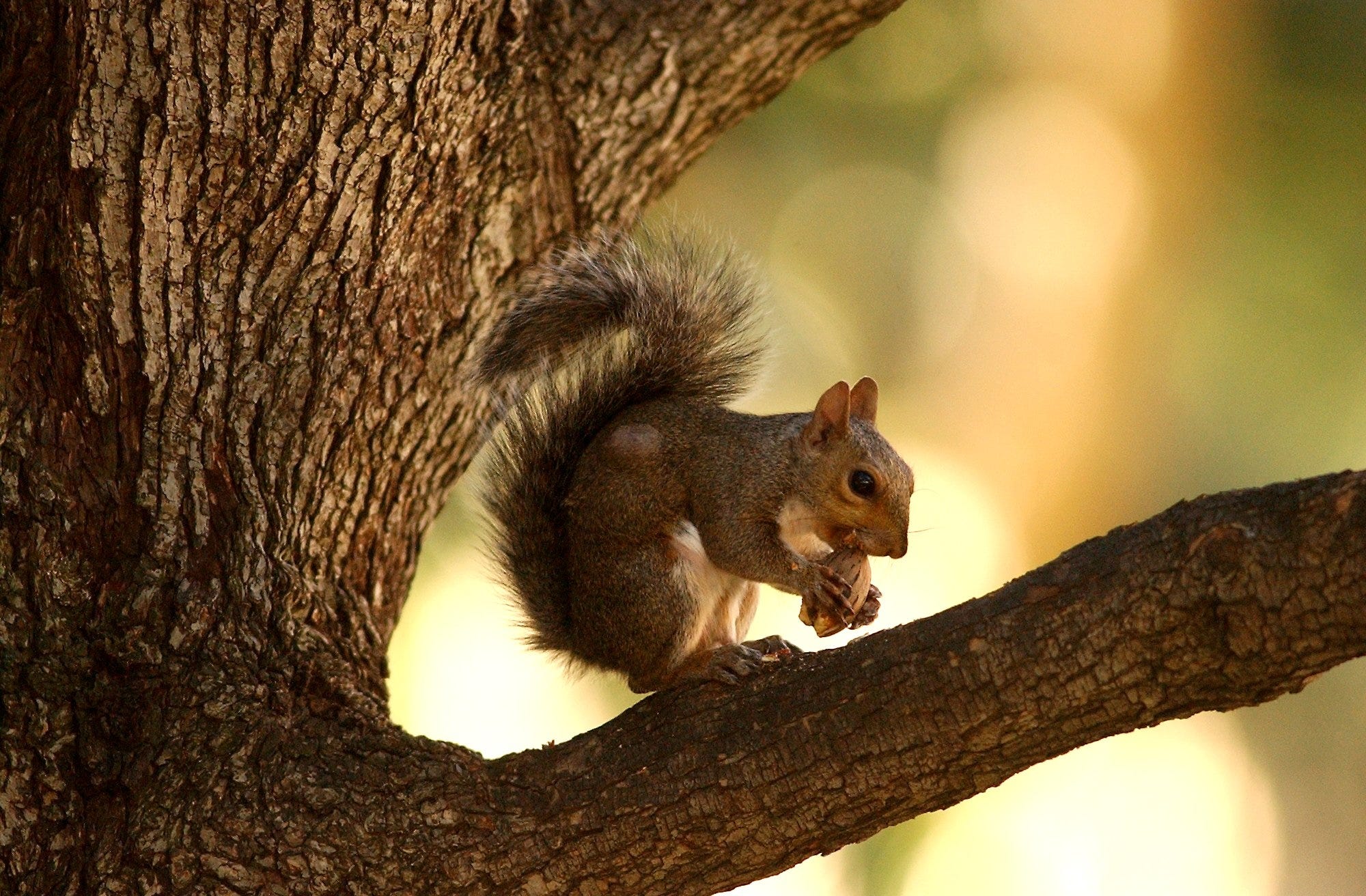 when do squirrels have babies in florida