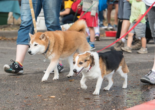 Dogs and their owners embark on the 2016 Mighty Texas Dog Walk. The Mighty Texas Dog Walk, which happens again Saturday, benefits Service Dogs Inc., which trains dogs that assist individuals with hearing and physical challenges across Texas.

[Erika Rich for Austin360 2016]