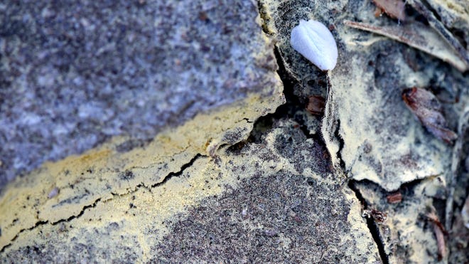 Pollen collects along a crack on a sidewalk in Evans, Ga., Wednesday morning March 20, 2019. [MICHAEL HOLAHAN/THE AUGUSTA CHRONICLE]
