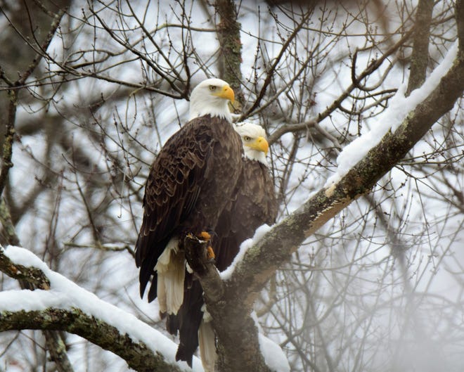 Jean Ann Dunlap took this picture of two eagles near Wills Creek in Coshocton County earlier this year.