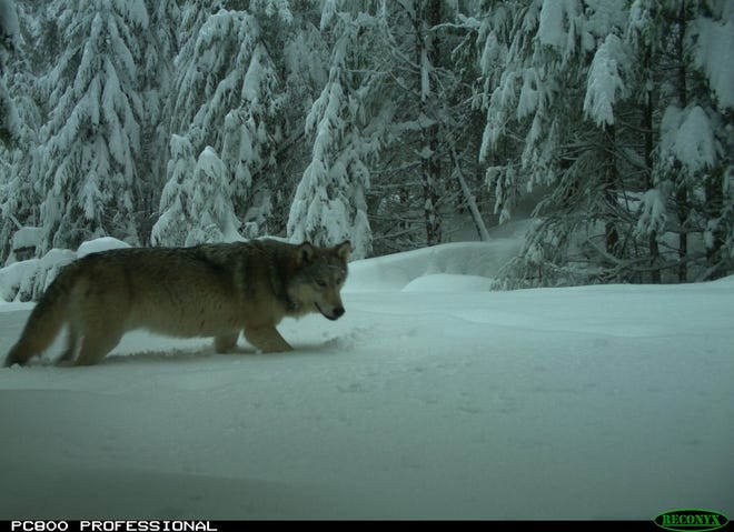 Wolf from the Indigo group on Feb. 20, 2019. [US Fish and Wildlife Service]