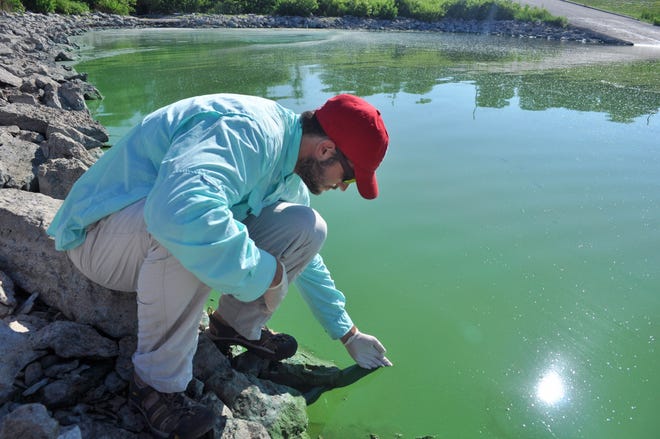 Ted Harris, an assistant research professor at the Kansas Biological Survey, cups a hand into an algal bloom at Milford Lake in 2017. Harris spoke to a Senate committee Thursday about research into causes and implications of toxic blue-green blooms in the state's lakes and reservoirs. [Kansas Biological Survey at the University of Kansas]
