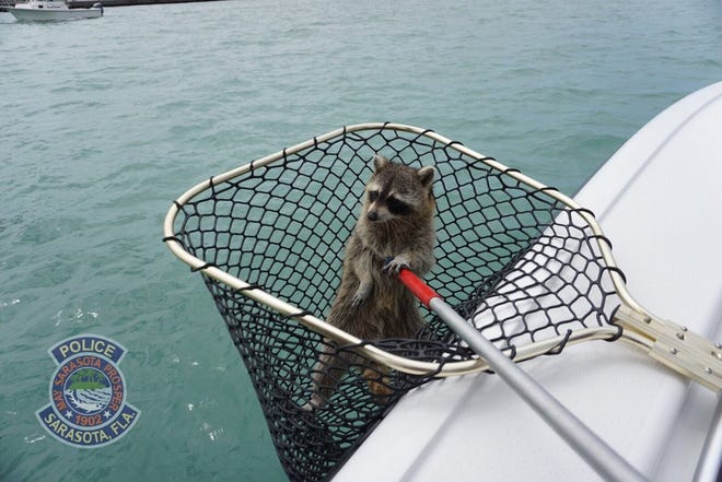 A raccoon is rescued after becoming stranded on a channel marker. [Provided by Sarasota Police Department]