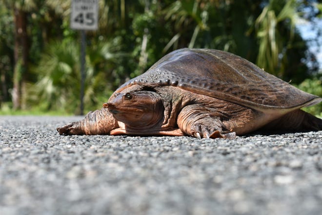 State wildlife officials are working with the University of Florida and others to unravel what caused the deaths of an estimated 300 freshwater turtles along the St. Johns River and its tributaries over the past year. Many of the deaths have been Florida softshell turtles, like the one pictured here. [Submitted / Florida Fish and Wildlife Conservation Commission]