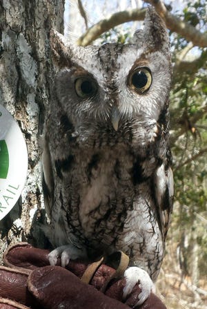 Meet Koko the Screech Owl at the Westport Free Library on Thursday April 4. [Courtesy photo]