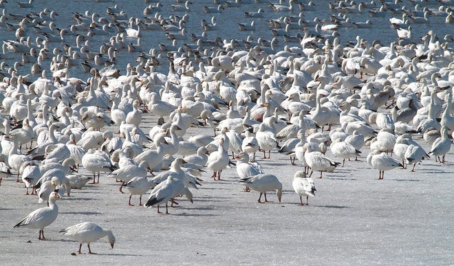 It is "standing room only" at Middle Creek where snow geese make temporary stopovers during their northward spring migration. To observe countless numbers of snow geese gathered on the lake at Middle Creek is a sight to behold. [RICK KOVAL PHOTO]