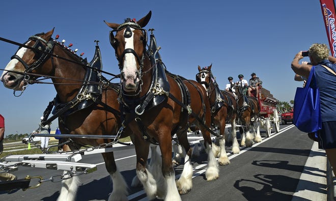 The Budweiser Clydesdales step up for their fans Saturday at CoolToday Park, the new spring training home of the Atlanta Braves. [Herald-Tribune staff photo/Thomas Bender]
