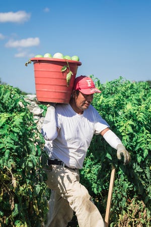 Gov. Ron DeSantis advocated on the campaign trail for requiring all Florida employers to use the federal E-Verify database to check whether all potential hires were legally allowed to work in the United States. The idea has drawn opposition from farming giants and tourism industry officials who rely on cheap labor, including undocumented workers. [Herald-Tribune archive / 2016]