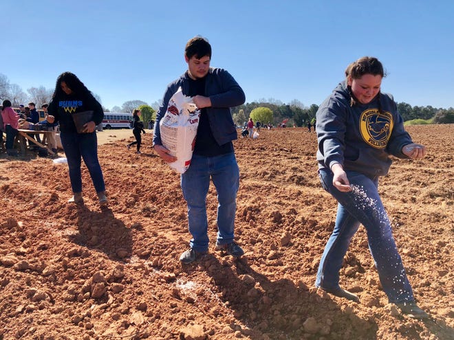 Burns High School students Mia Deviney and Jacob Blanton lay down fertilizer while Lea Howze follows behind planting potatoes. [Casey White/The Star]