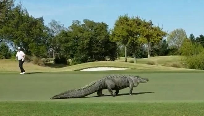 A screenshot from the video posted by Ed Vance shows a huge alligator at the Savannah Harbor Club on Hutchinson Island this weekend. [Courtesy Ed Vance]