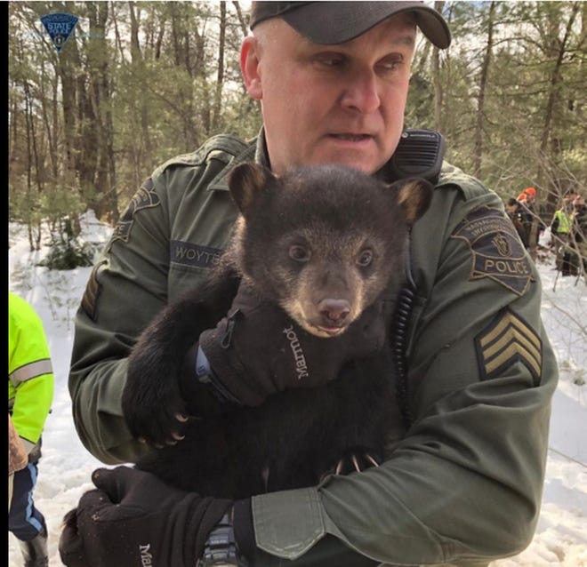 One of the cubs that was moved two weeks ago. [Photo/Massachusetts State Police]