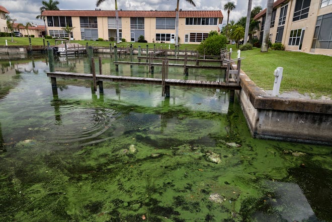 The docks at de la Bahia condominiums are filled with algae on the St. Lucie River in Stuart, Florida, July 27, 2018. [GREG LOVETT/palmbeachpost.com]