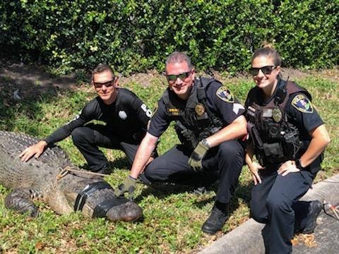 Jupiter Police officers pose with a 100-year-old, 750-pound alligator that was safely removed Thursday from Jupiter Commerce Park. [Photo provided by Jupiter Police]
