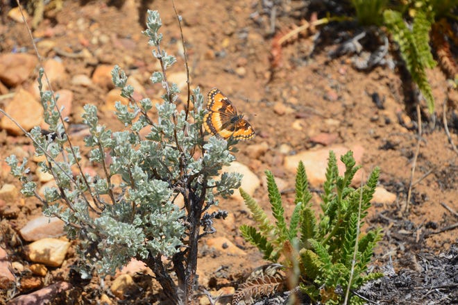 Seventeen varieties of wildflowers, which attract rare species of butterflies, will be seen on weekend Wildflower Walks sponsored by Baldwin Lake Ecological Reserve in Big Bear, in cooperation with the Big Bear Discovery Center. The free walks will begin Saturday and will continue on weekends through June 8. [Courtesy of Big Bear Discovery Center]
