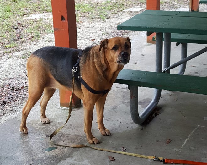 Volusia County Animal Services is seeking the public’s help in identifying the woman who abandoned this dog in Valentine Park in Orange City Wednesday morning. [Volusia County Animal Services]
