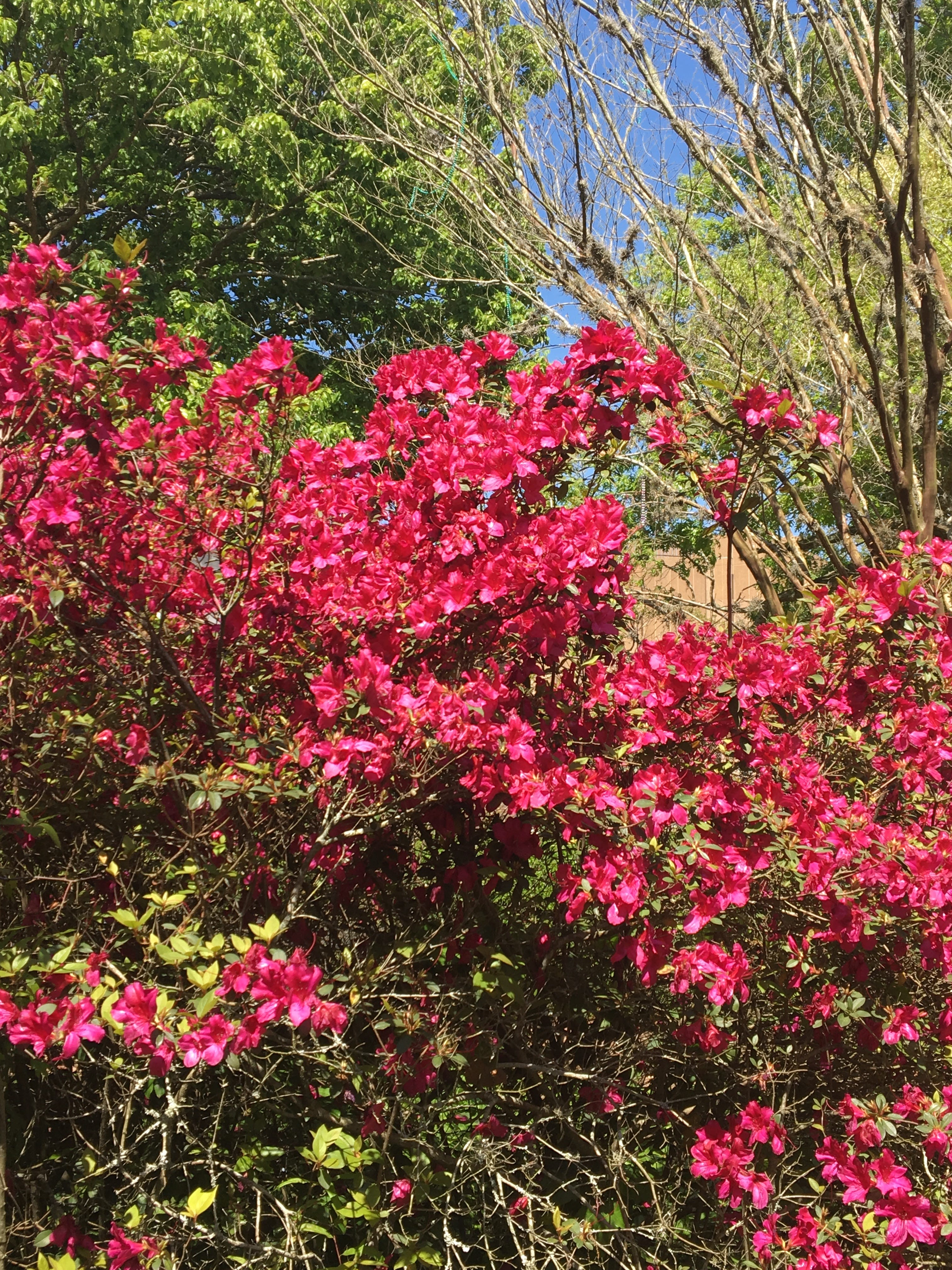 Azaleas herald arrival of Louisiana spring