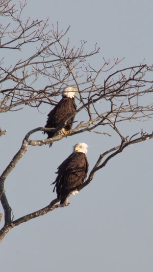 Two of the bald eagles living on the Coles River were taking a break and searching for their next meal. The big birds are now the apex avian predator

that are capable of killing and carrying off ducks and small animals, in the form of rabbits, woodchucks and squirrels. Small pets, where available, are also on the menu. They will also eat carrion and meat but have a preference for fish which puts the osprey on their list of major competitors. [Photo | Michael Reynolds]