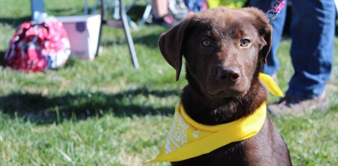 The Helping Hands Humane Society will host its first Capital City Pet Festival on Saturday. [Submitted]