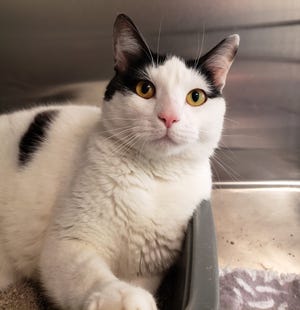 Clarita is a sweet 1-year-old female kitty. She is slowly adjusting to shelter life with all of the noises and new people looking at her. She can seem a bit shy, but just give her some time and she will be rubbing up against you in no time. Meet this darling girl at our shelter today.