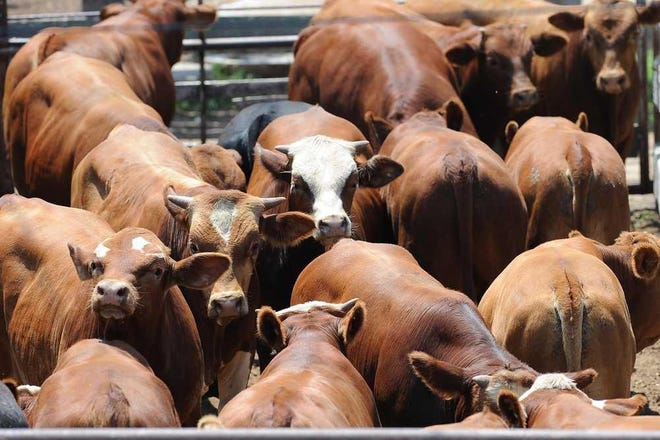 A file photo shows a herd of cattle in Lubbock in March 2019.