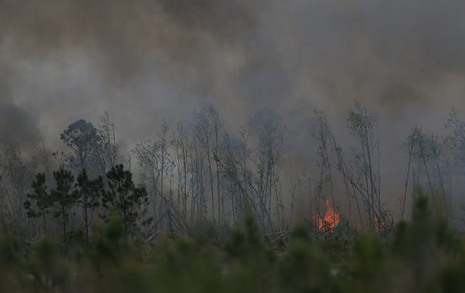 Smoke and flames fill the forest on March 31 in Sandy Creek. A 500 acre wildfire burned throughout the heavily wooded area on Sunday. [PATTI BLAKE/THE NEWS HERALD]