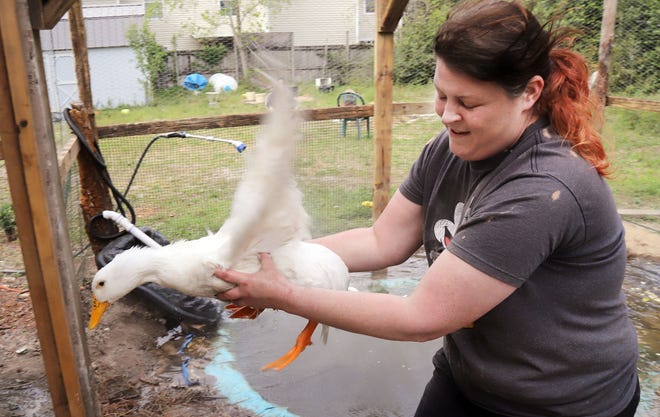 Jamie Wilson carries Big Girl back to her pen after giving the duck a quick bath and pond time. The duck has a broken leg, and Wilson turned to GoFundMe for the $800 needed to repair the break. The campaign was successful, and Wilson was working Monday to schedule the surgery. [MICHAEL SNYDER/DAILY NEWS]